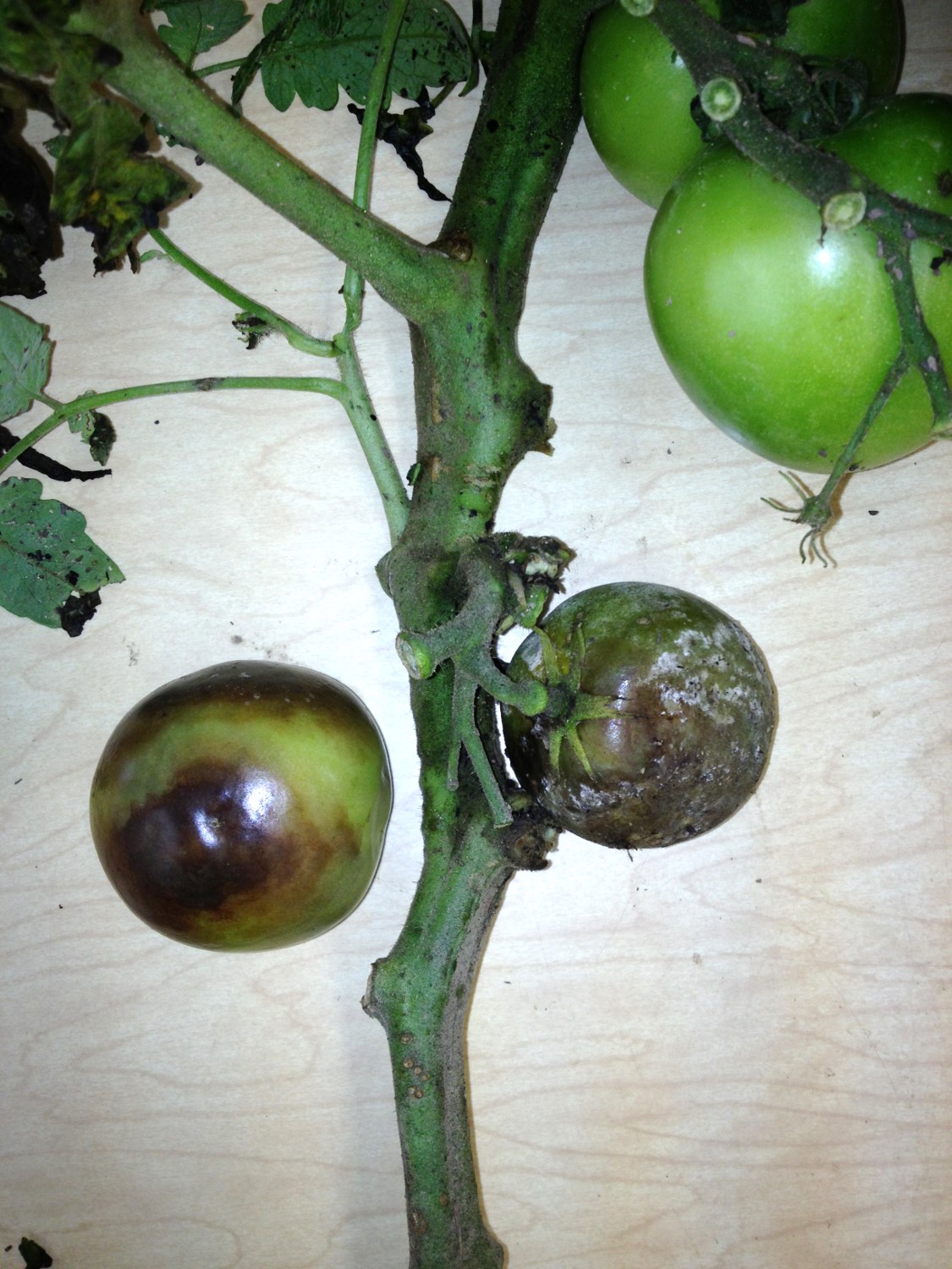 Watch for tomato diseases this spring
